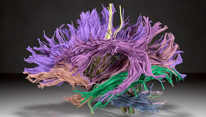 Learn more about the Neurosciences Center of Excellence.