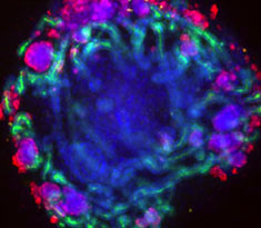 Kidney structures created from stem cells
