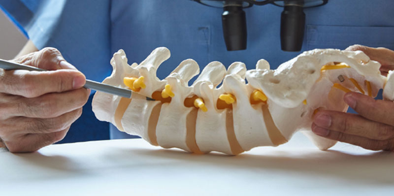 Person in scrubs demonstrating on a model of a spine