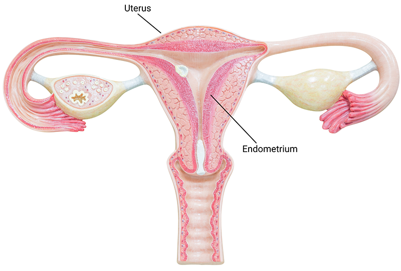 Uterus and endometrium, female reproductive system.