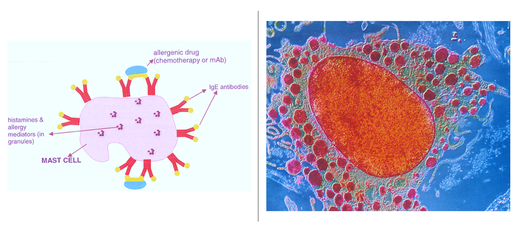 illustration of mast cell